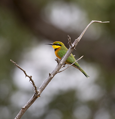 Little bee-eater